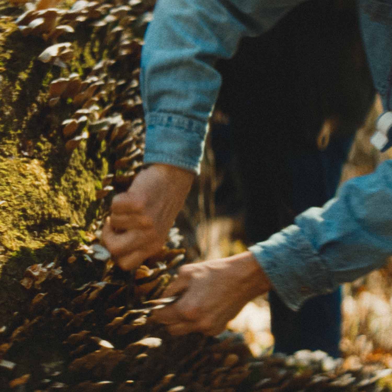 A man harvesting mushrooms from the forest floor
