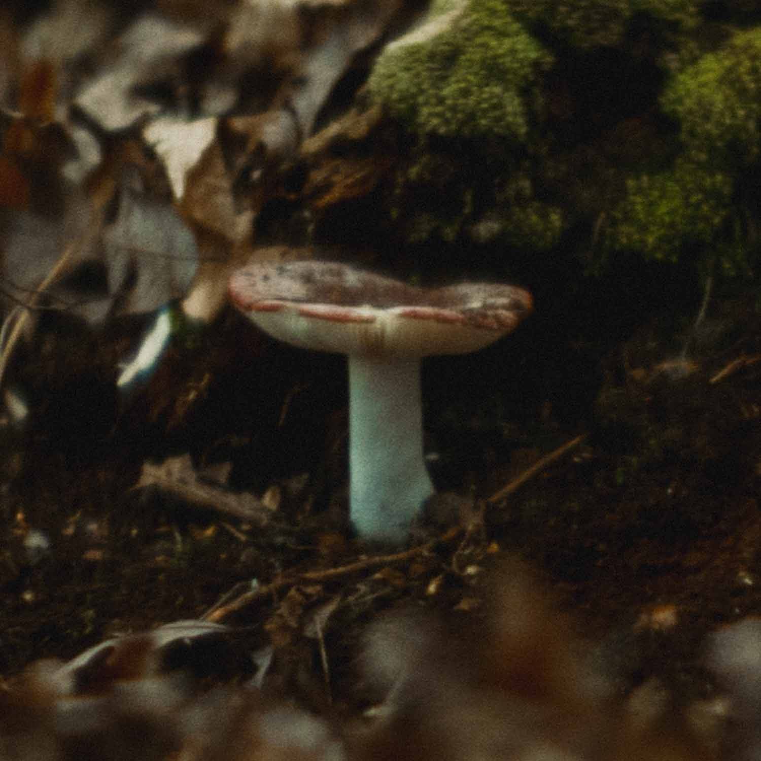 A mushroom growing on the forest floor