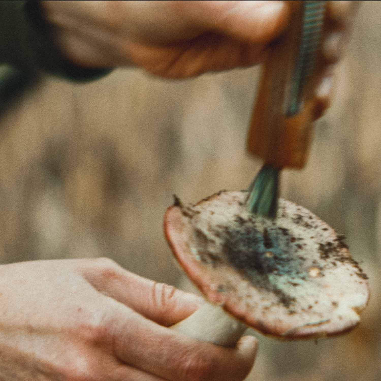Two hands brush dirt off of a mushroom cap