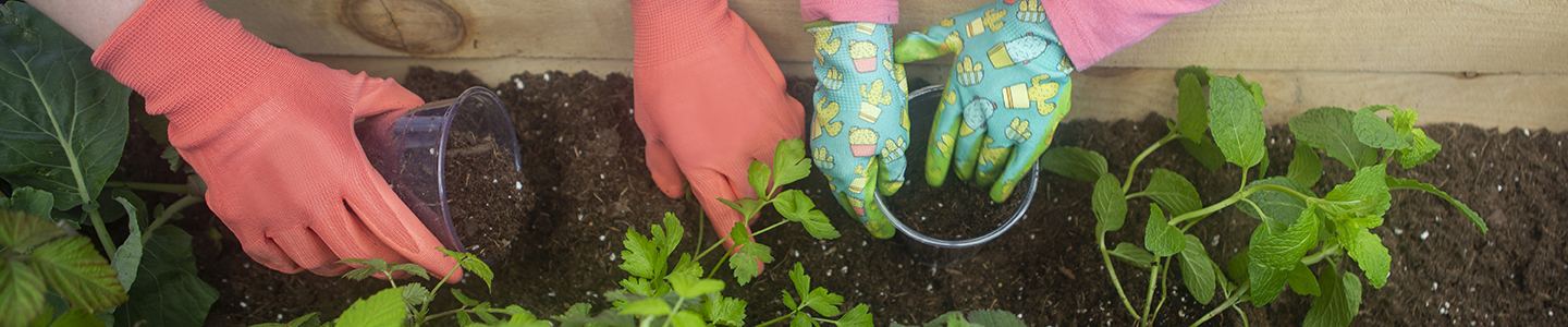Hands placing herbs in a garden bed