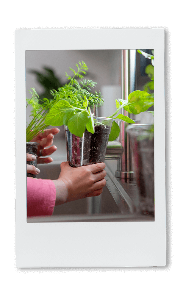 Instax picture of a hand holding a cup of basil leaves