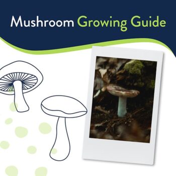 Image with an Instax picture of mushrooms on a Chinet Classic plate